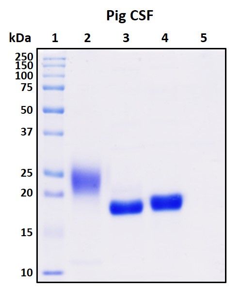 SDS-PAGE