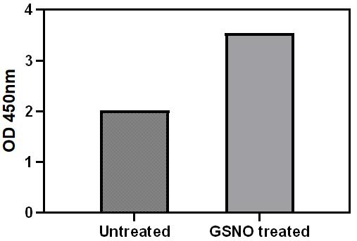 GSNO Stimulation of Cell Lysate