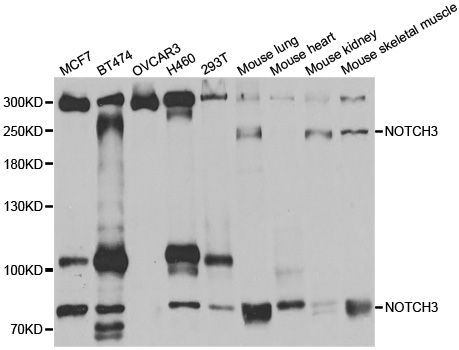 Western blot - NOTCH3 antibody (144-03115)