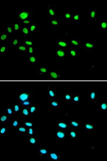 Immunofluorescence - RUVBL1 antibody (144-05723)