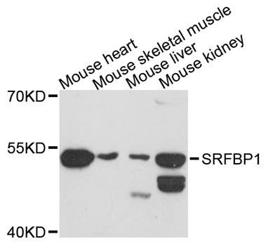 Western blot - SRFBP1 antibody (144-08856)