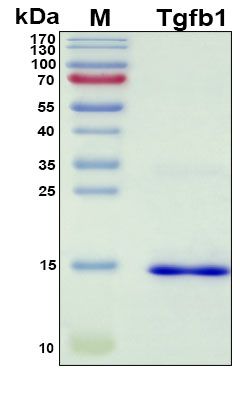 SDS-PAGE