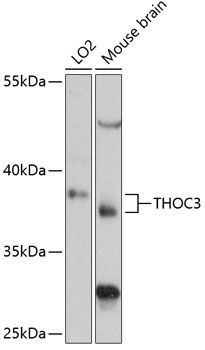 Western blot