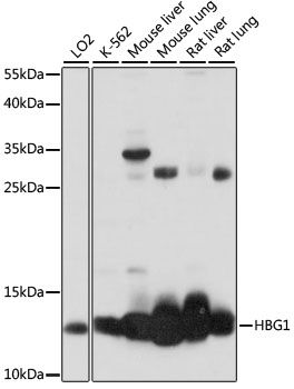Western blot - HBG1 Polyclonal Antibody (144-60875)