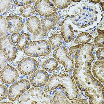 Immunohistochemistry - CDH16 antibody (144-07882)