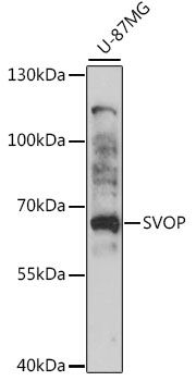Western blot