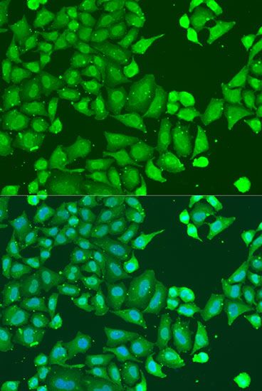 Immunofluorescence - GNAI3 antibody (144-015674)