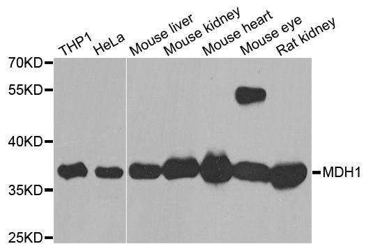 Western blot - MDH1 antibody (144-07563)