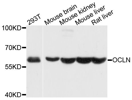 Western blot - OCLN antibody (144-02601)
