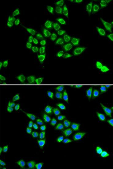 Immunofluorescence - PC antibody (144-06301)
