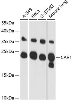 Western blot
