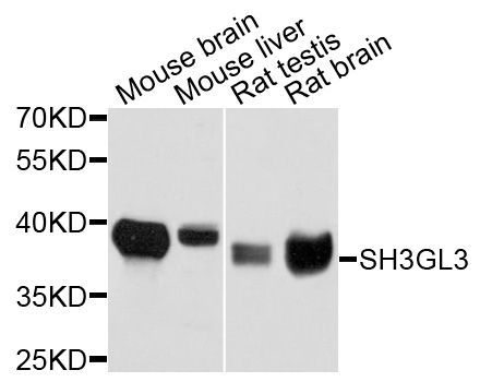Western blot - SH3GL3 antibody (144-04112)
