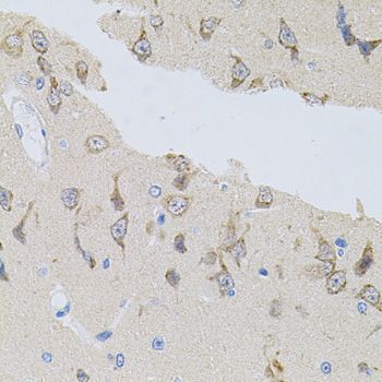 Immunohistochemistry - NAPA antibody (144-07946)