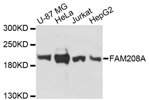Western blot - FAM208A antibody (144-60227)