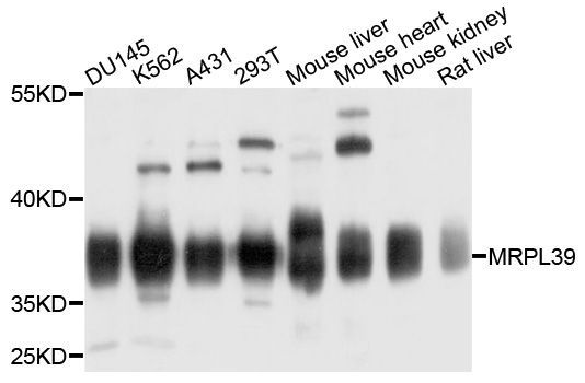 Western blot - MRPL39 Polyclonal Antibody (144-010023)