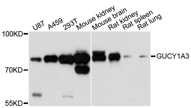 Western blot - GUCY1A3 antibody (144-12710)
