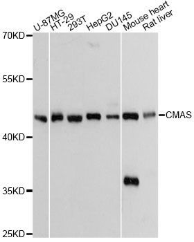 Western blot - CMAS Antibody (144-60472)