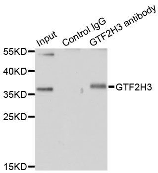 Immunoprecipitation - GTF2H3 Polyclonal Antibody (144-07188)