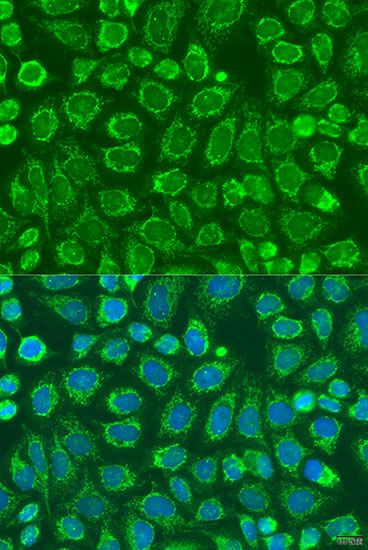 Immunofluorescence - SNX32 antibody (144-08006)