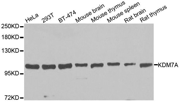 Western blot - KDM7A antibody (144-08266)