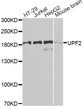 Western blot - UPF2 antibody (144-07091)