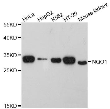 Western blot - NQO1 Polyclonal Antibody (144-60003)