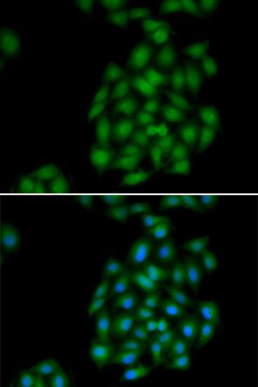 Immunofluorescence - PLSCR1 antibody (144-06691)