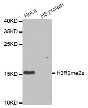 Western blot - Asymmetric DiMethyl-Histone H3-R2 pAb (144-03155)