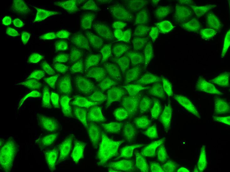 Immunofluorescence - APRT antibody (144-05456)