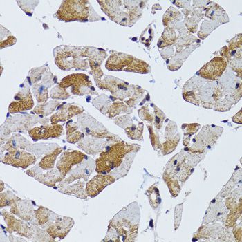 Immunohistochemistry - MRPS6 antibody (144-09884)