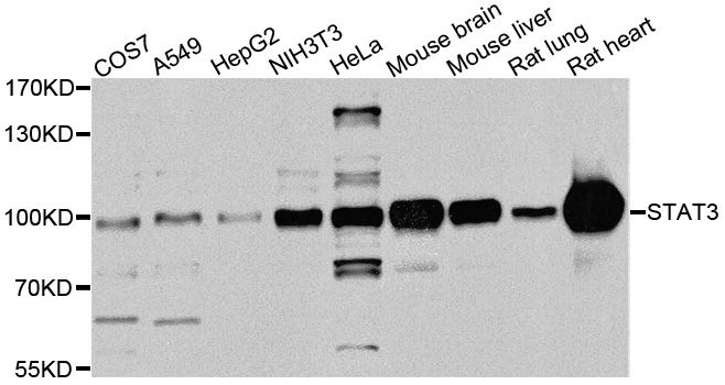 Western blot - STAT3 Polyclonal Antibody (144-01192)