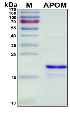 SDS-PAGE