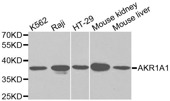 Western blot - AKR1A1 Polyclonal Antibody (144-01068)