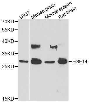 Western blot - FGF14 antibody (144-06588)
