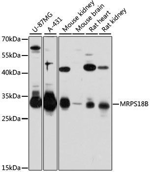 Western blot - MRPS18B antibody (144-12085)