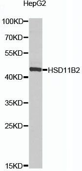 Western blot