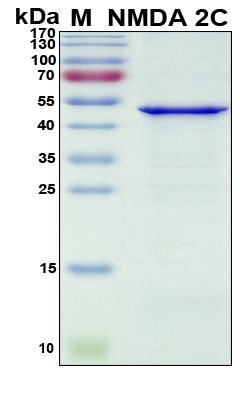 SDS-PAGE