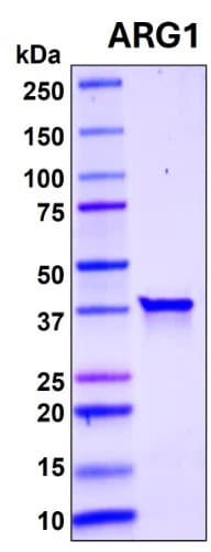 SDS-PAGE Image
