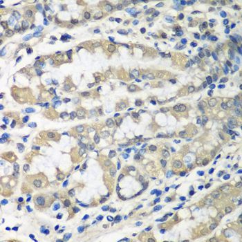Immunohistochemistry - CCT6A antibody (144-03589)