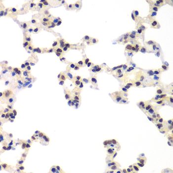 Immunohistochemistry - RNF2 Polyclonal Antibody (144-05563)