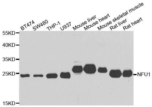 Western blot - NFU1 Polyclonal Antibody (144-07097)