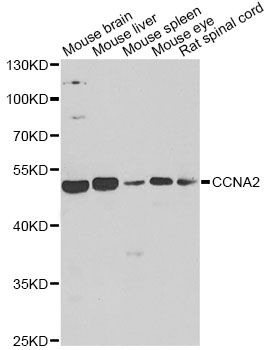 Western blot - CCNA2 antibody (144-07632)