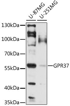 Western blot