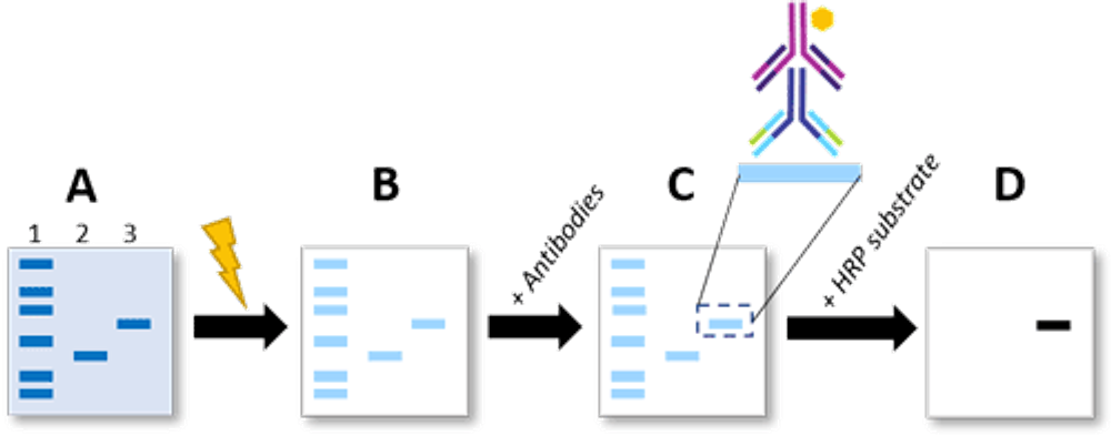 Figure 2. Western blotting procedure to detect phosphorylated proteins.