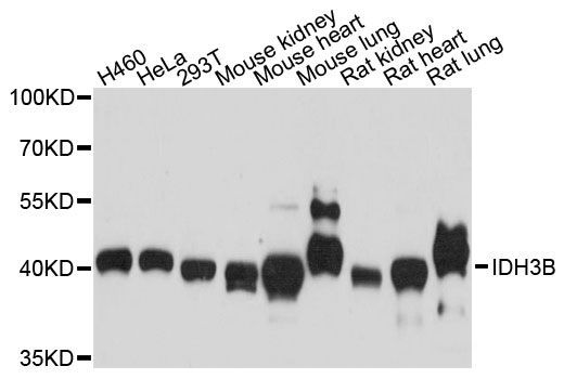 Western blot - IDH3B antibody (144-60467)