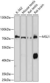 Western blot