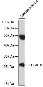 Western blot