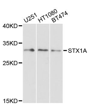 Western blot - STX1A antibody (144-05570)