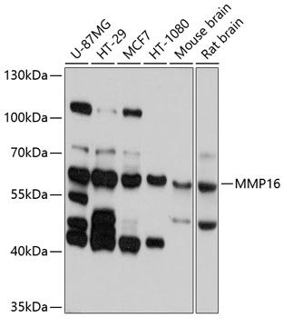 Western blot
