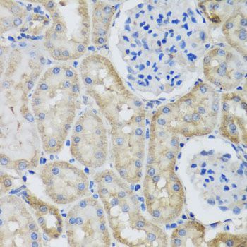 Immunohistochemistry - GFER antibody (144-05463)